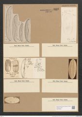 Amphora spectabilis Greg. (de-Toni-Nr.: Genus 36, Species 1656) Zeichnungen Sammlung Grunow Nr. 3166 (NHMW-BOT-W0370605)
